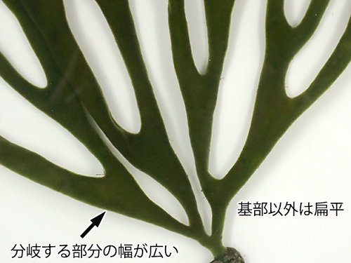 クロミル Codium subtubulosum