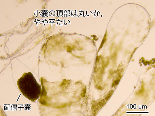 クロミル Codium subtubulosum