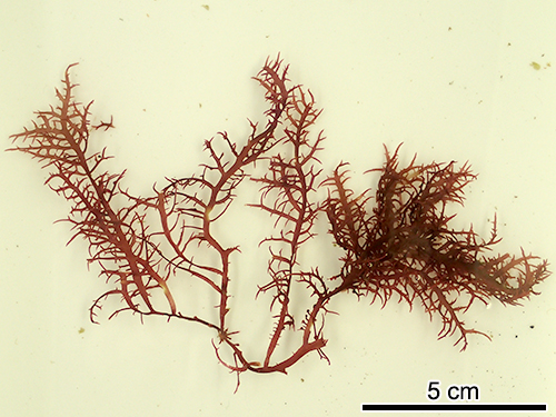 シキンノリ Chondracanthus chamissoi