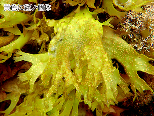 オオバツノマタ Chondrus giganteus