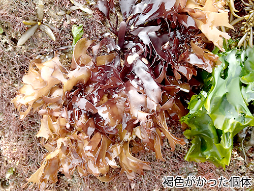 オオバツノマタ Chondrus giganteus