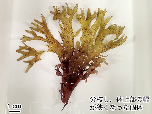 オオバツノマタ Chondrus giganteus