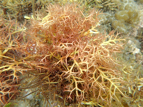 スギノリ Chondracanthus tenellus