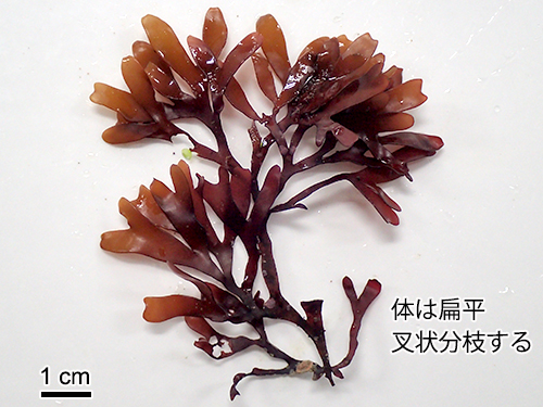 ヒトツマツ Grateloupia chiangii
