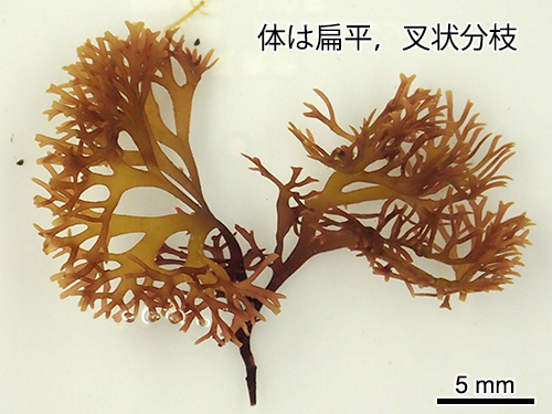 オキツノリ Gymnogongrus flabelliformis