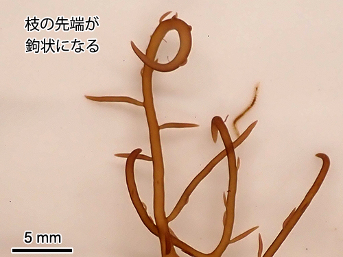 カギイバラノリ Hypnea japonica