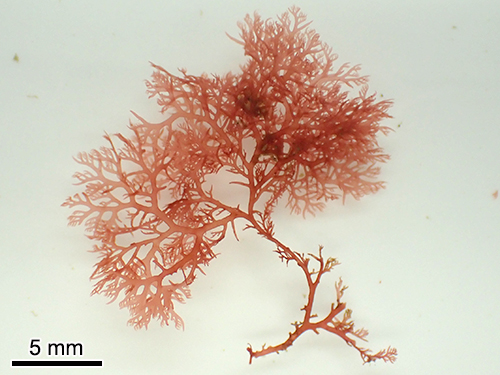 ホソユカリ Plocamium cartilagineum