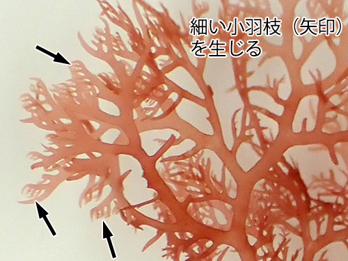 ホソユカリ Plocamium cartilagineum