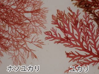 ホソユカリ Plocamium cartilagineum