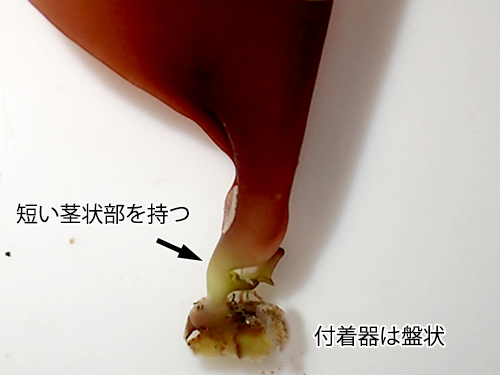 フダラク Pachymeniopsis lanceolata