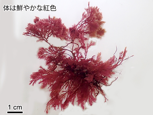 ユカリ Plocamium luculentum