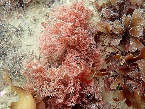 ユカリ Plocamium luculentum
