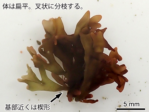 コメノリ Polyopes prolifer