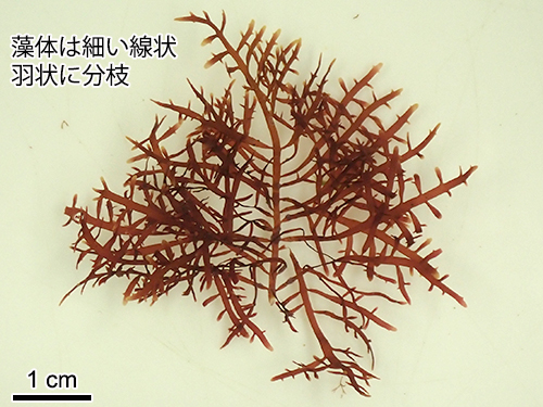 オバクサ Pterocladiella tenuis