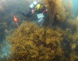 Workshop on Monitoring of Seaweed Beds