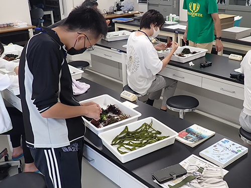 全国公開臨海実習Aコース（海産藻類の生物学）