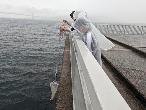 プランクトンの採集（8月30日；明石市大蔵海岸）