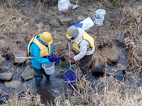 水生動物の採集