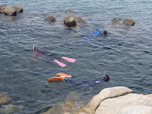 スノーケリングによる海藻採集