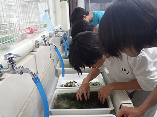 採集した水草とシャジクモ類のソーティング