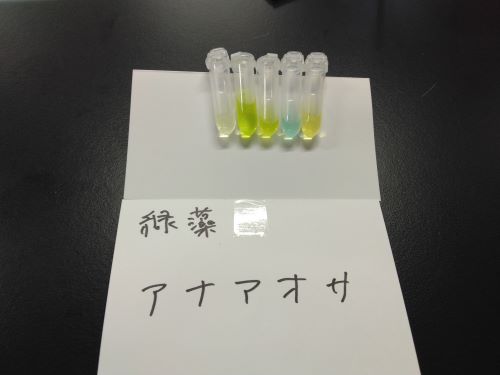 カラムクロマトグラフィーから回収した光合成色素