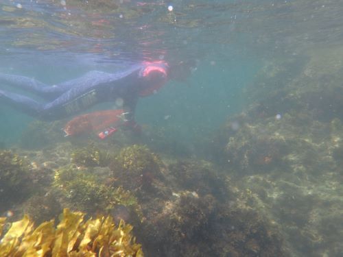 スノーケリングによる海藻採集
