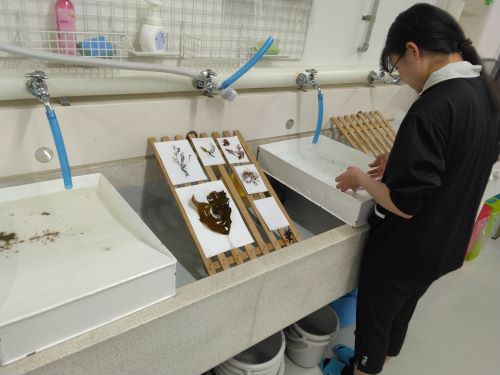 海藻標本の作製