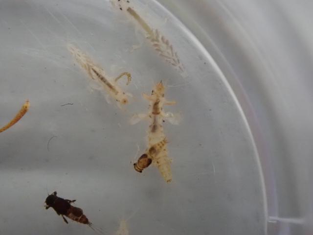 採集された様々な水生昆虫