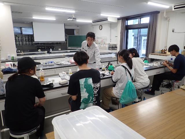 海洋細菌の培養