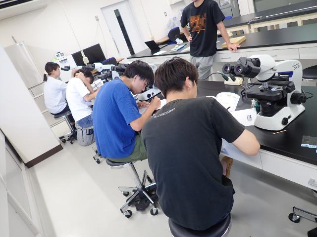 プランクトンの観察