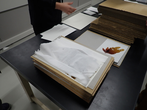 海藻の押し葉標本の作製