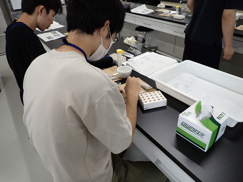薄層クロマトグラフィーによる光合成色素の分析