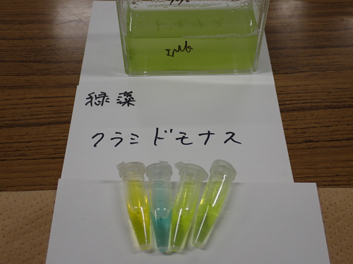 カラムクロマトグラフィーによる光合成色素の分析