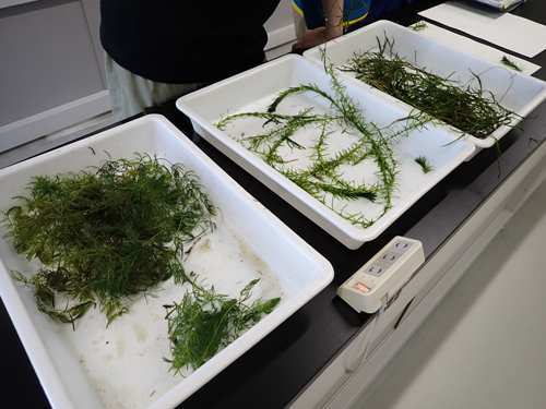 採集した水草とシャジクモ類のソーティング