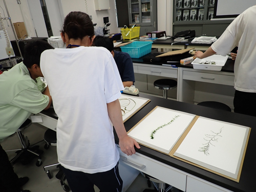 採集した水草とシャジクモ類の標本作成