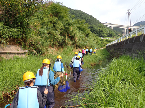 淡路島楠本川(下流サイト)における水生動物採集