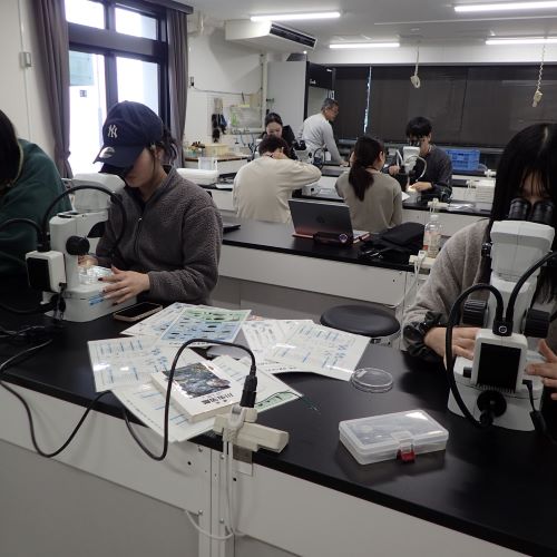 水生動物の観察