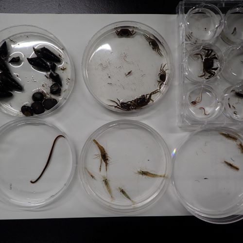 採集した水生動物