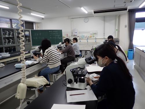 プランクトンの観察