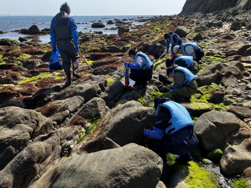 海藻の採集
