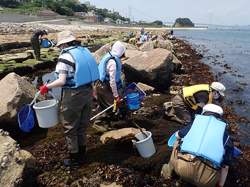 海藻と海岸動物の採集（6月24日）