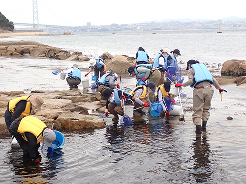 海岸動物の採集（5月30日）