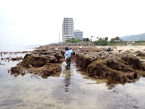 海岸動物の採集