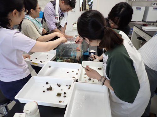 採集した海岸動物の同定