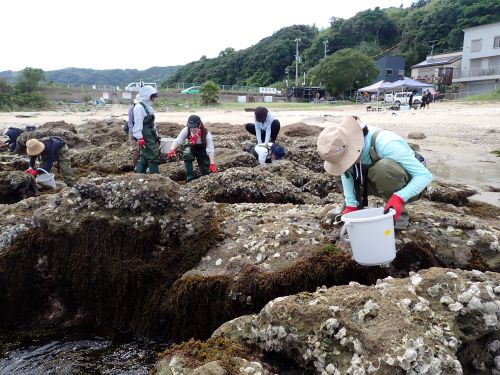 大磯海岸での動物採集