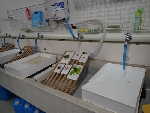 海藻標本の作製