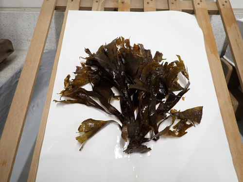 押し葉標本の作製